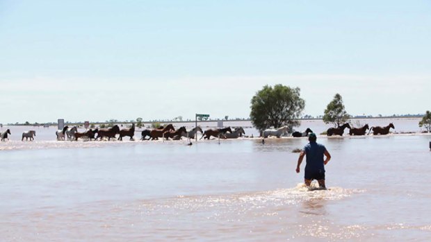 On high alert: Long-time residents of Coonamble, in central west NSW, say they have never seen the water flow as high or fast as it did yesterday.