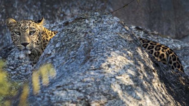 A leopard peers around a rock.