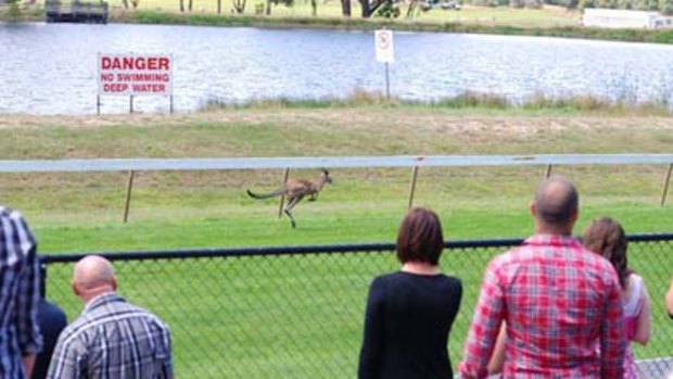 A kangaroo runs its lone race at Hanging Rock.