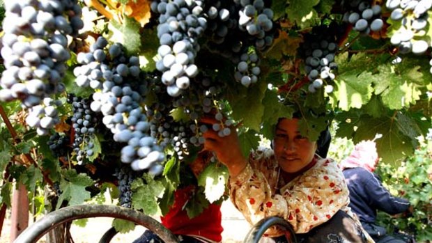 Rich history ... harvesting grapes in the Bekaa Valley.