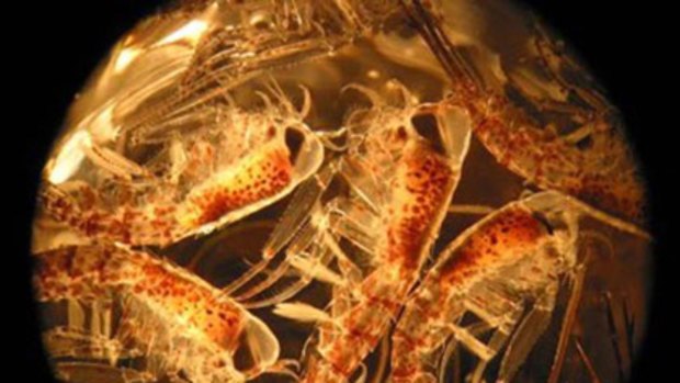 Crustacean close-up...one the most abundant predators in the plankton in the Southern Ocean, Themisto gaudichaudii.