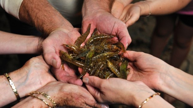 Fishers have been heading back to the Swan after it was re-populated with prawns