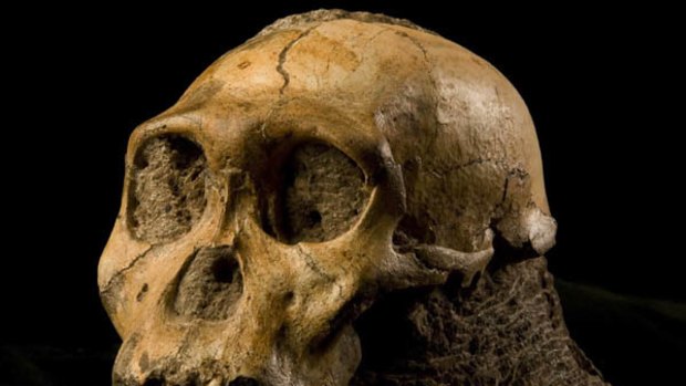 The cranium of Australopithecus sediba, found in South Africa.