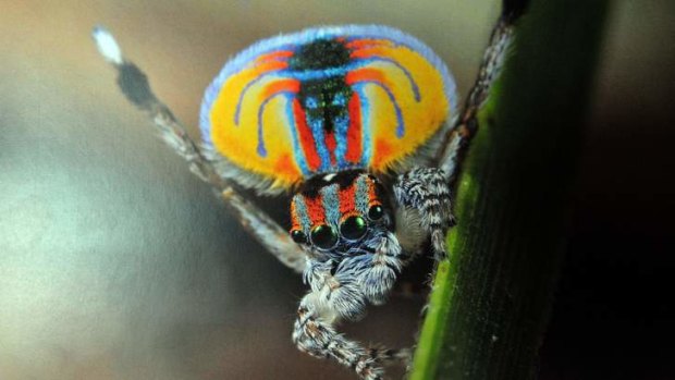 A peacock spider shows a female all he's got.