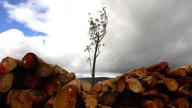 The EPA has backed a further decade of logging in the South West.