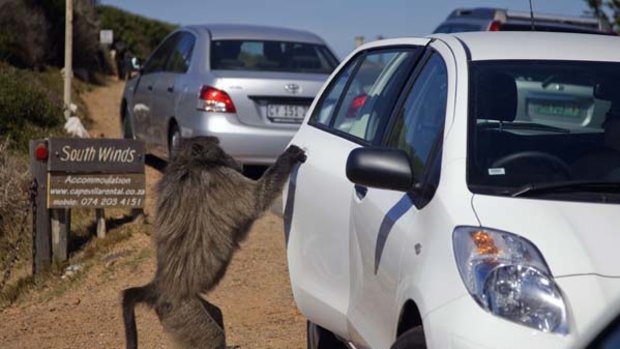 A baboon opens the door of a car while he is searching for food to steal.