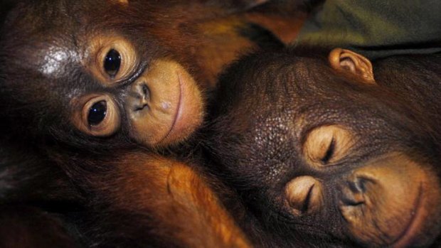 Sanctuary ... Orangutans rest in Palangkaraya in the province of Central Kalimantan.