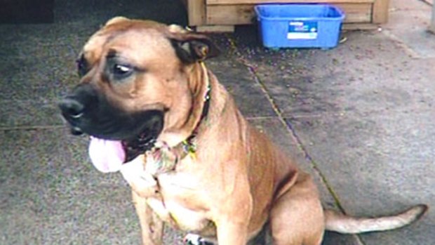 The bull-mastiff that attacked an 11-year-old boy was put down this afternoon.