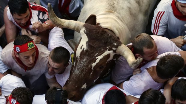 Revelers are surprised by steers who drive the fighting bulls during the running of the bulls in Pamplona.