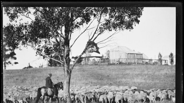 Drover and a flock of sheep before shearing at Coates Park, New South Wales, 12 October 1932 [picture]. [nla.pic-vn6291595]