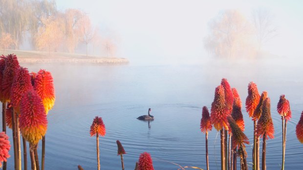 A swan floats on Lake Burley Griffin on a frosty winter morning. 