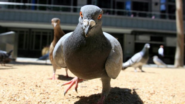 Virus risk ... The disease has killed a large number of pigeons in Victoria.
