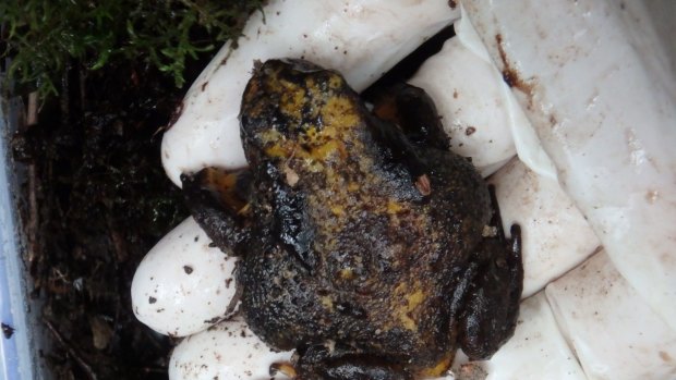 The first female Baw Baw frog found. Her rounded belly is evidence she is laden with eggs. 