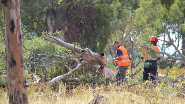 Trees start to be cleared for the Ellerton Drive Extension in Queanbeyan.