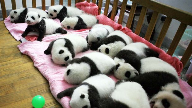 A group of giant panda cubs napping at a nursery  in the research base of the Giant Panda Breeding Centre in Chengdu, in south-west China's Sichuan province.