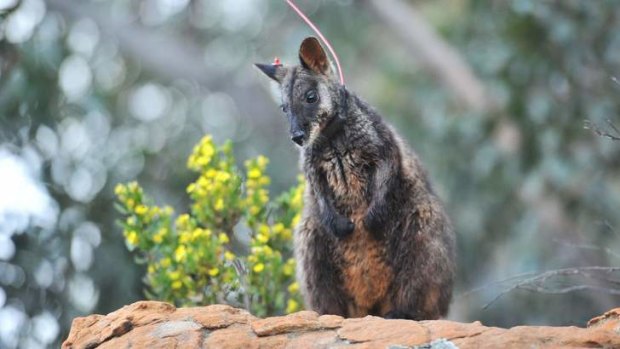 Release: The Grampians wallaby release program is on hold.