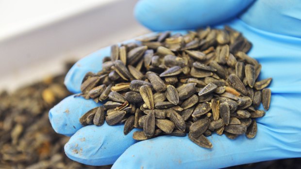 Precious cargo: Some of the sunflower seeds taken from the MH17 crash site in Ukraine.