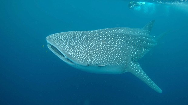 A whale shark has been spotted just 500 metres from a popular Perth beach. <i>Credit: Rob Harcourt, Macquarie University. (File Photo) </i>