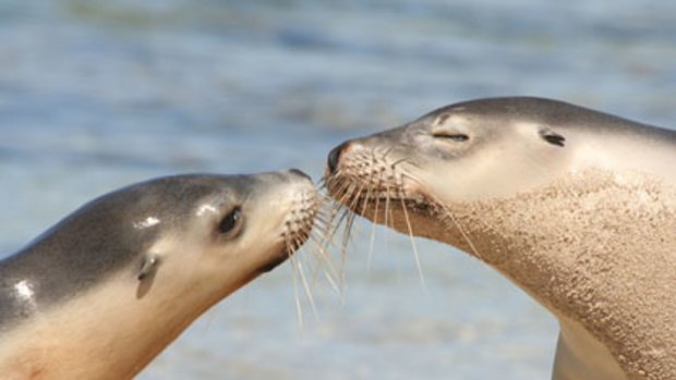 Heaven scent ... a mother Australian sea lion sniffs her pup after returning to her  colony from a foraging expedition.