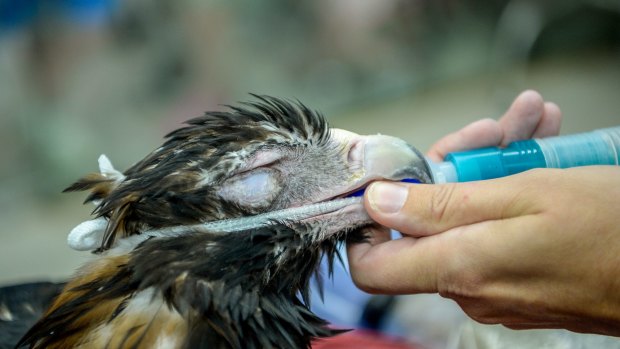 Jess the wedge-tailed eagle has an operation on a tumour that is growing above his eye. 