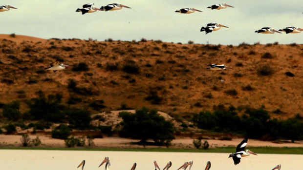 Just add water ... pelicans flock to the flooded Lake Eyre.