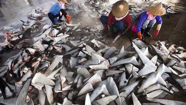 Fishy business: Aproximately half of the world's shark fin trade takes place in Hong Kong.