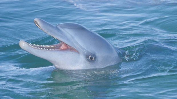 Dolphins, like elephants, can recognise themselves in the mirror.