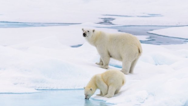 Polar bears and their cubs can be spotted in the far north of Franz Josef Land.