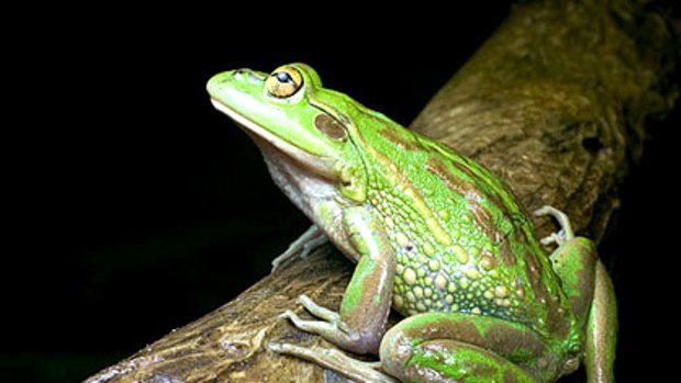 The growling grass frog is ``next on the hit list'' of chytrid fungus infection, which has wiped out many frog species in Australia and internationally.