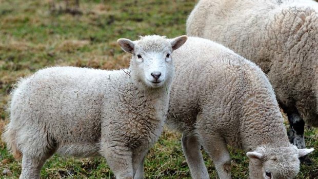 Virus fears... around 74 farms across England have been struck with a new disease.