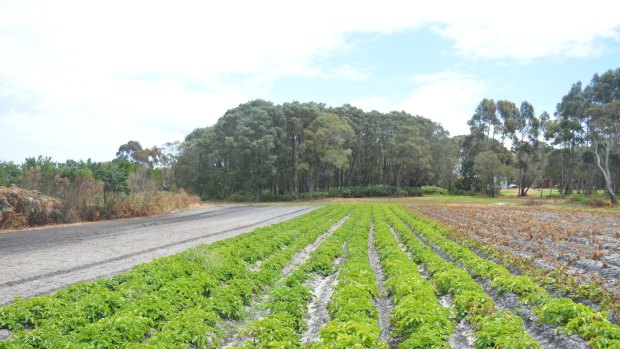 Bathgate Farm grows heirloom potato varieties in its rich, peaty soil.