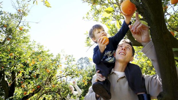 Farmers fun: Manning (3) picks orange with his dad Bradley Johnson at Schofields Orchard.