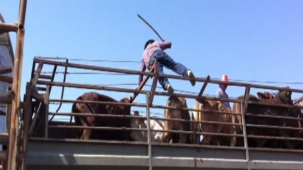 An image taken from the video appears to show cattle being belted with spike-tipped poles.