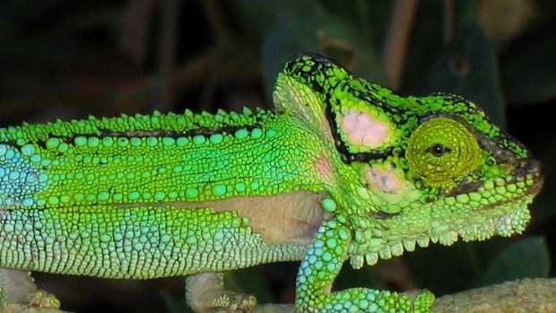 A 'chameleon' bandage that changes colour like the famous lizard has been developed by Melbourne researchers.