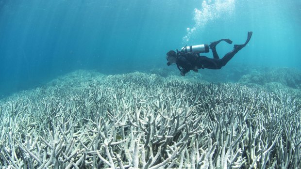 A diver checking out the Great Barrier Reef bleaching at Heron Island in February.  