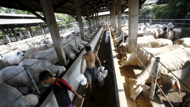 Australian cattle at a feedlot run by the firm PT Tanjung Unggul Mandiri in Tangerang, 25 kilometres west of Jakarta.