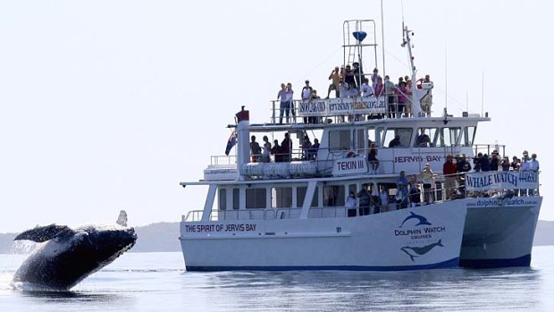 Coast to crests... experts are tipping this whale-watching season to be one of the best.