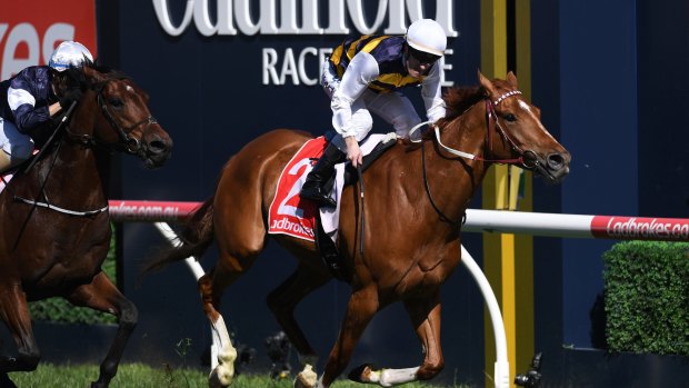 Former Emirates Stakes winner: Gailo Chop claims the Caulfield Stakes but trainer Darren Weir is still trying to put the poor run in the Cox Plate behind him. 
