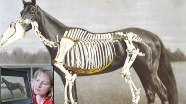 Main: Not standing tall and proud ... Phar Lap overlaid with his skeleton from New Zealand’s Te Papa national museum. Inset: Robin Marshall ... Phar Lap fan.