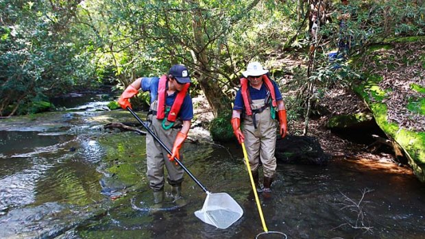 Extreme fishing ... Andrew Bruce and his research team at Little Wheeny Creek in Kurrajong.
