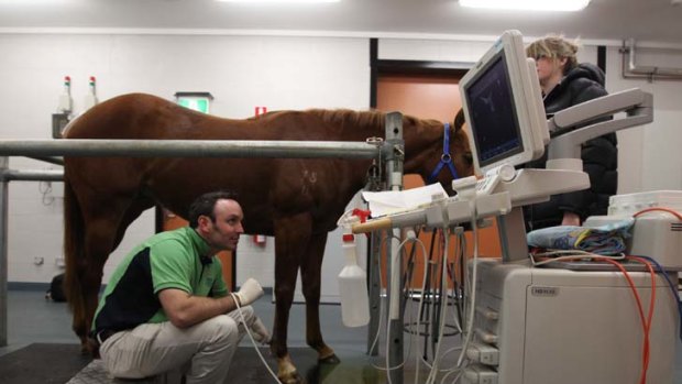 Prizewinning patient &#8230; Dr Robin Bell administers AdiCell treatment to help heal this racehorse's tendon.