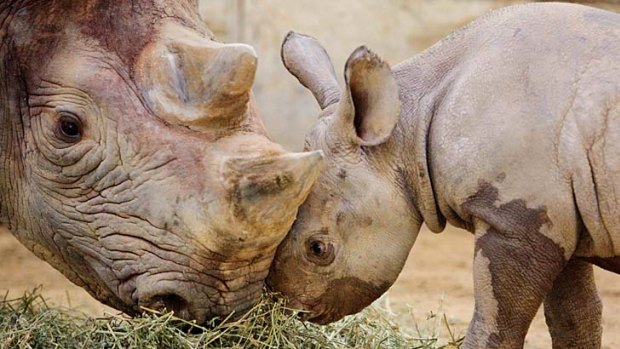 Inge, a black rhinoceros, nuzzles her daughter at Cleveland Zoo. A subsepecies of the western black rhino is now extinct.