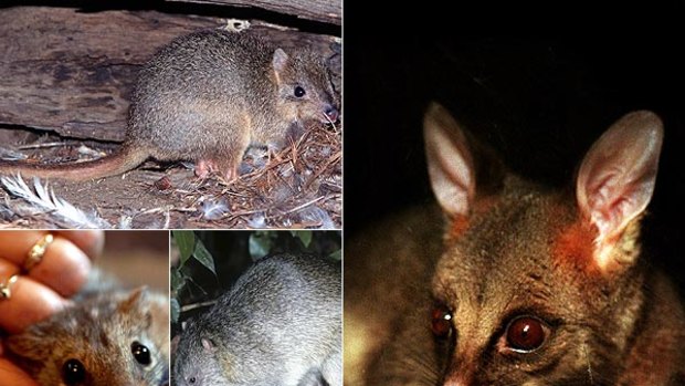 Into oblivion . . . some of the disappearing native mammals: (clockwise from above) burrowing bettong, a possum, northern brown bandicoot and northern quoll.