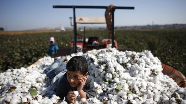 Bitter harvest &#8230; a nine-year old Syrian refugee boy lies over cotton clumps in a field worked by villagers on the Turkish-Syrian border in Hatay province.