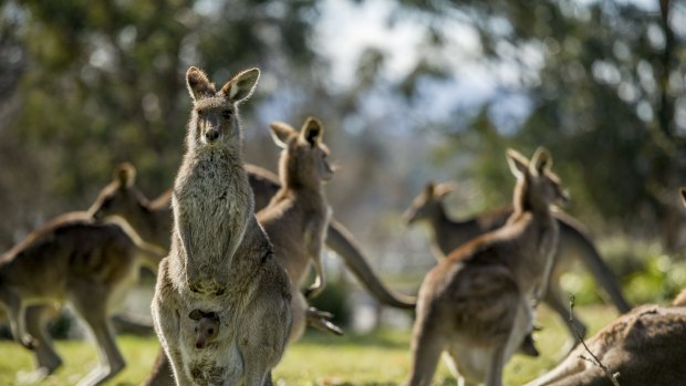 Volvo is struggling to predict the movement of kangaroos as it develops animal detection safety software