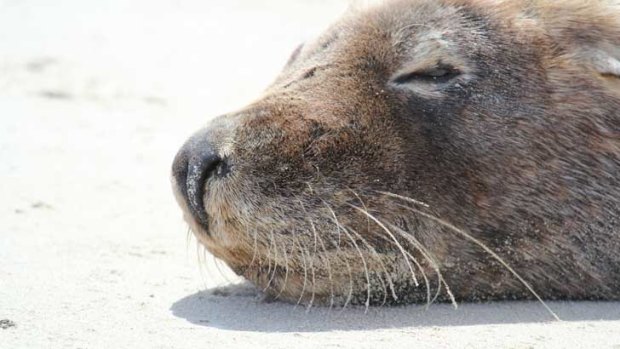 Although Australian sea lions are endangered, little has been done to track individuals.