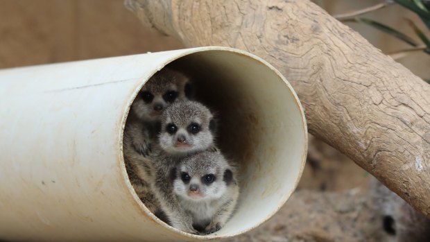 The National Zoo &amp; Aquarium in Canberra is celebrating the arrival of three adorable meerkat pups. 
