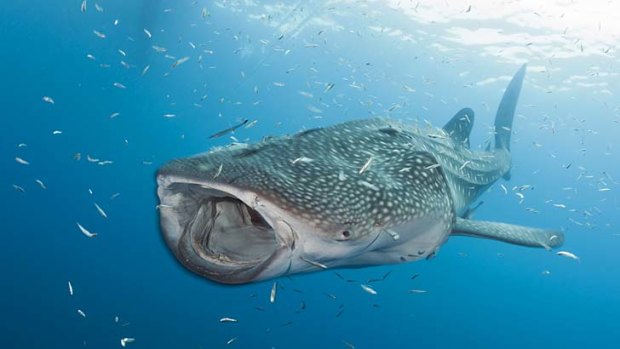 Breathtaking... a whale shark feeding on plankton.