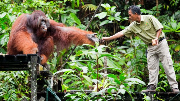 An orang-utan at Semenggoh Wildlife Centre.