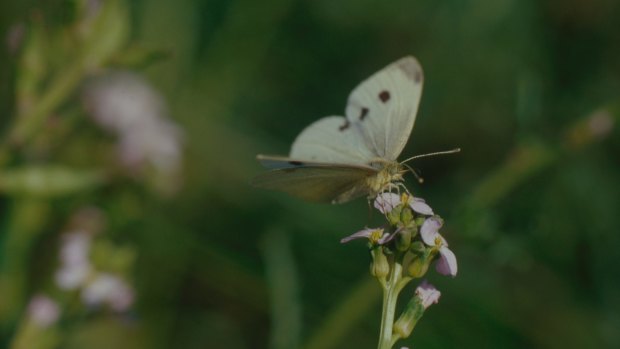 A gardener's nightmare: the cabbage white butterfly. 